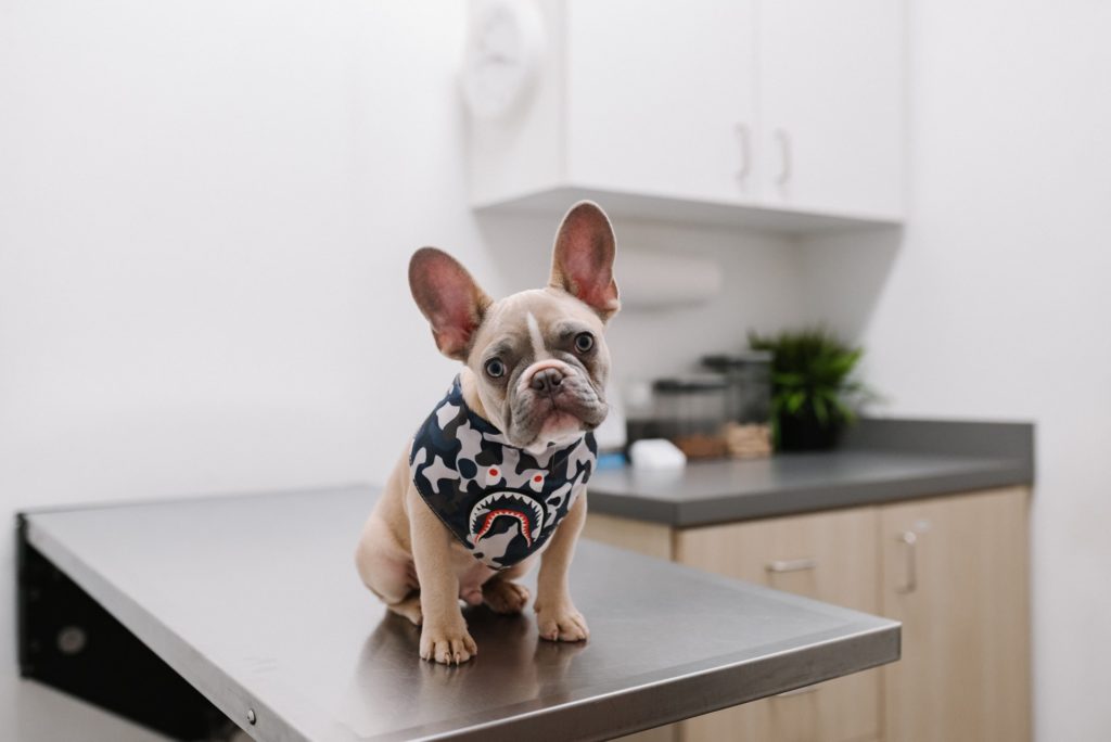 dog