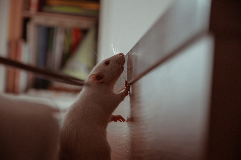 rats