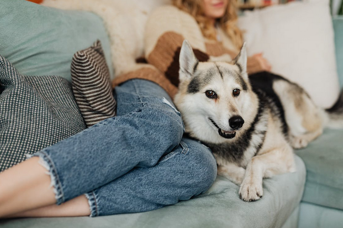 dog owner